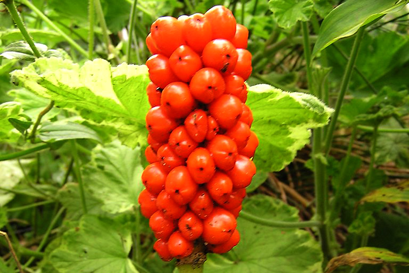 10/40 Graines Arum Maculatum Tacheté Sauvage Fleur Vivace Baies Rouge Orangé 